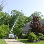 Big Stretch pulls the tree off!